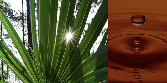 Novel Review Reveals Global Body of Evidence for Effectiveness of Standardized Saw Palmetto Extract for Aging Men