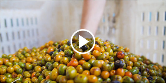 Flomentum - From Berry to Bottle