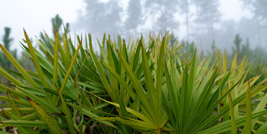 Saw Palmetto: A Natural Treasure