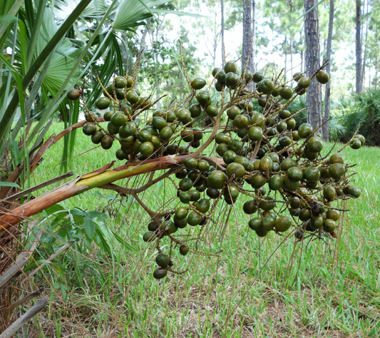 Why 320 mg Of Saw Palmetto Dose Really Matters For Prostate Support